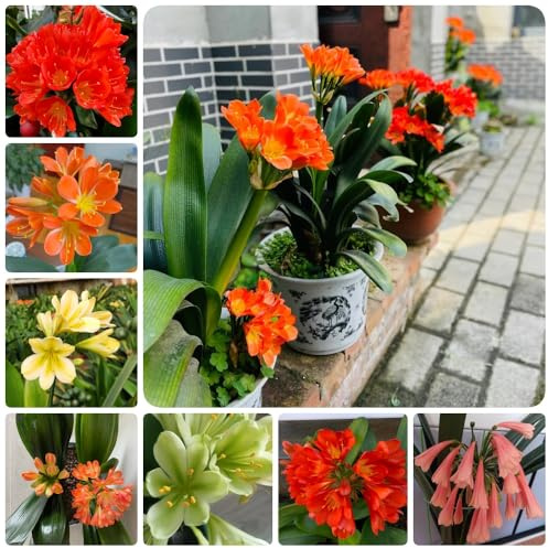 Semi di Clivia - Clivia miniata, semi di campo acquistare la di Clivia semi di resistenti all'esterno perenne 60pcs