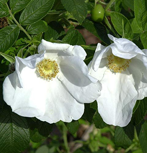 weiße Apfelrose 40-60cm - Rosa rugosa alba
