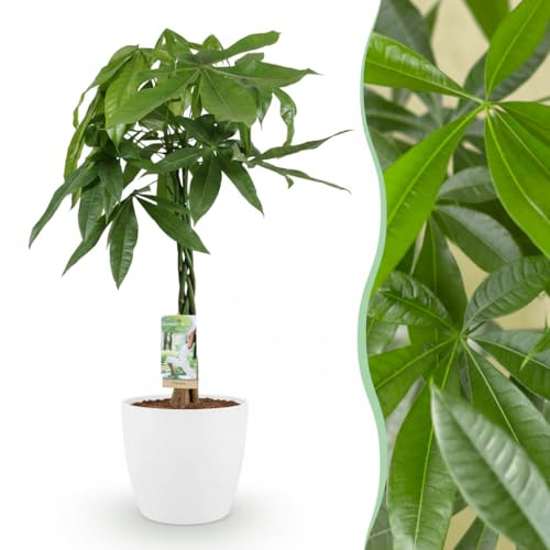 Green boutiQ - Zimmerpflanze - Geldbaum - Pachira Aquatica - Grün - Pflegeleicht - 1 Pflanze - mit Potter Weiß - Topf 21cm - Höhe 75-85cm