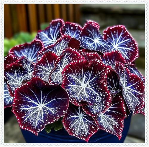 Hosta Bulbi- Resistenti al freddo e alla siccità-Bulbi di Hosta-Rare-4 Bulbi-D