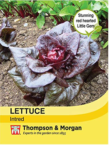 Thompson & Morgan - Vegetables - Lettuce Intred - 200 Seed