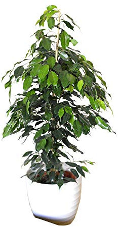 Indoor Plant -House or Office Plant -Ficus benjamina - Green Weeping Fig 1.1m