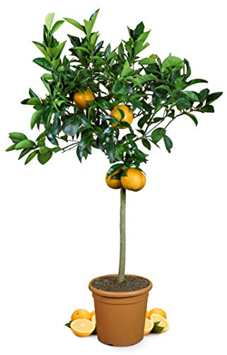 Meine Orangerie Orangenbaum Grande - echte Orange - große, fruchtreife Zitruspflanze - Citrus sinensis - Orange Tree - veredelter Apfelsinenbaum in Gärtner-Qualität