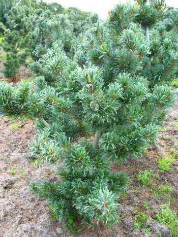japanische Mädchenkiefer Pinus parviflora Glauca 40-50 cm hoch mit Ballen