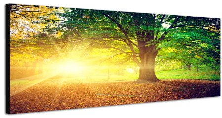 Landschaft Sonne mit altem Baum 150x50cm Breitbild als Panorama auf Leinwand und Keilrahmen fertig zum aufhängen - leuchtende Farben. Qualität aus Deutschland