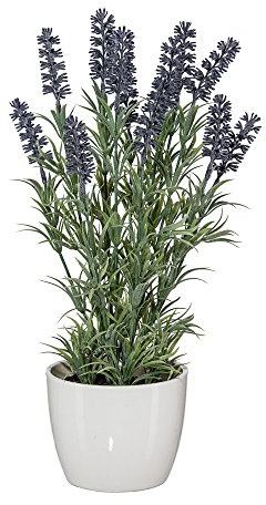 Gasper Lavendel im Topf
