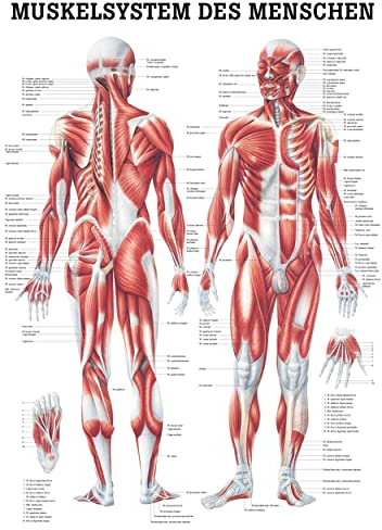 Muskelsystem Poster Anatomie 70x50 cm medizinische Lehrmittel