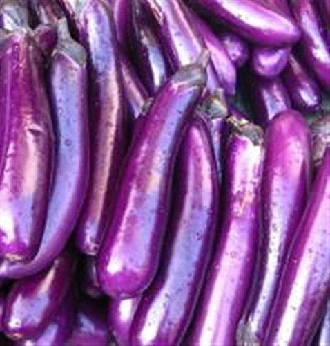 Asian Heirloom Heritage Aubergine Eggplant Seeds. Long Purple. Certified Organic Grower