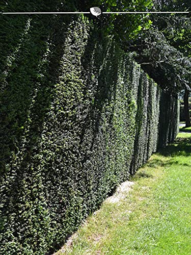 Gemeine Eibe Taxus baccata 60-80 cm im Topf. 25 Heimische Eiben - Grüne Konifere