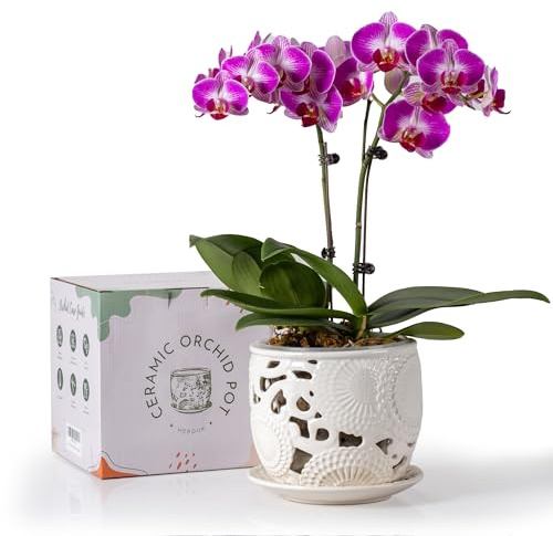 HERDUK Orchideentopf aus Keramik, Orchideentöpfe mit Drainagelöchern und Untersetzer, 16,5 cm, Orchideentopf zum Umtopfen im Innenbereich, Orchideenbehälter mit präziser Belüftung und Drainage