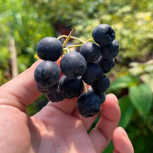 semillas de aronia melanocarpa, jardín resistentes, aronia negra, resistentes al aire libre 125pcs