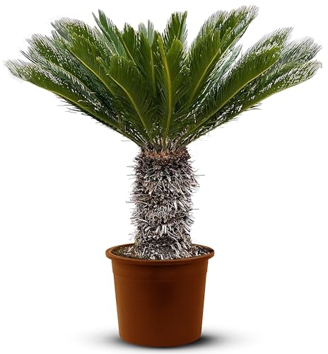 Tropictrees - Cycas Revoluta - Plante à feuilles persistantes - Fougère palmiste - Fougère sagou - Plantes d'intérieur - Fougère palmiste japonaise - hauteur 120cm - hauteur de tige 20/35cm