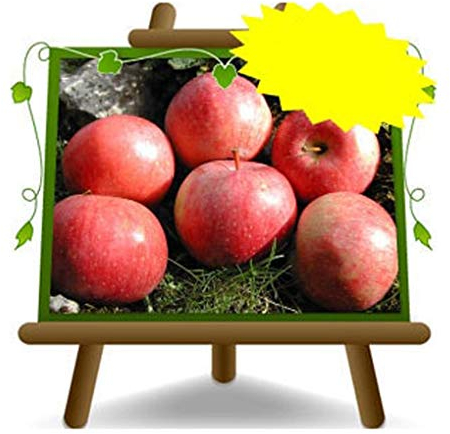 EURO PLANTS VIVAI Melo Abbondanza Rossa – Pianta da Frutto Antico su Vaso ø 20 cm - Altezza 150~170 cm- Età 2 Anni