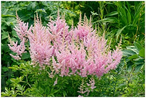 Stauden Gänge 10 x Astilbe arendsii 'Astary Rose' Prachtspiere winterhart | Prachtspiere / Astilbe – winterharte Schattenstaude mit Blütenrispen, mehrjährig, bienenfreundlich, 9x9 cm Topf