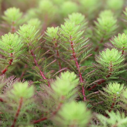 WASSERPFLANZEN WOLFF - Klärpflanze! - Myriophyllum hippuroides im 11cm Pflanzkorb - Tausendblatt - Papageienfeder - durchwurzelte Pflanzen fix und fertig einsetzbar