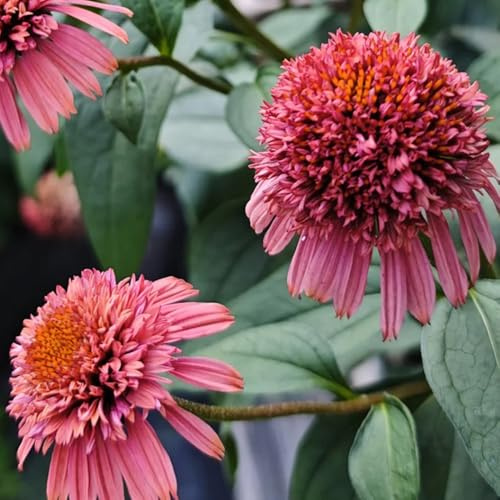 semi di echinacea, resistente - interno, giardino esterno balcone 250pcs