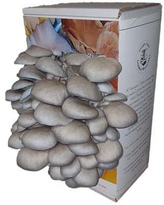 Blue Oyster Mushroom Growing Kit | Gardening Gifts - Ready to Grow Mushrooms Kit | Fun to Grow & Delicious to Eat |Blue Oyster Grow Kit | Grow Your Own Kits - Mushroom Gifts | Foragers Table