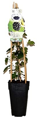 dornenlose Brombeere, (Rubus fructiosus), Sorte: Thornfree, Pflanzen aus nachhaltigem Anbau