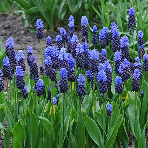 Gardeners Dream 'Muscari Latifolium' Hyazinthen Zwiebeln Frühblüher Stauden Mix (50 Stk.) - Zweifarbige Traubenhyazinthen Zwiebeln - Blumenzwiebeln Mehrjährig Winterhart - Frühblüher Zwiebeln