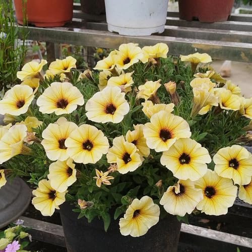 semi di campanula, giardino roccioso giardino per esterni balcone d'appartamento rare primaverili all'ombra balcone resistenti 180pcs