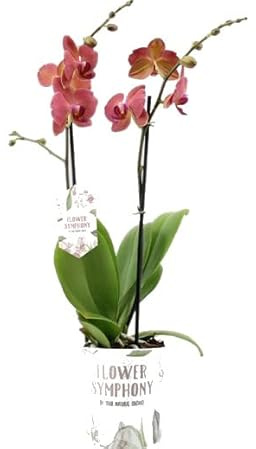 Orquídea Mariposa Natural Mix de Colores Planta Decorativa de Interior