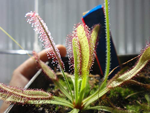 Portal Cool Drosera capensis foglia Gigante 30 semi freschi Carnivore