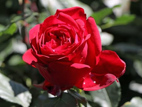 Edelrose Admiral (Container)