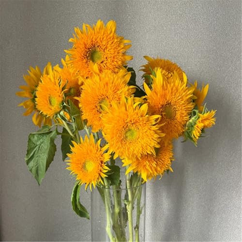 Hardy Perennial,Canna Plants UK, Excellent Display Sunflower Sunflower Seeds Mixed colors-1000Pcs-E