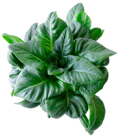 Amish Deer Tongue Lettuce 0.25 Oz Seeds – Organic, Non-GMO, Heirloom – Cut-and-Come-Again Variety – Lactuca Sativa – 50 Days – Rugged & Productive Loose-Leaf Lettuce – Great Texture & Flavor