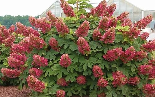 2 Ruby Slippers Oakleaf Hydrangea Shrubs - Live Plants 6-10 Tall in Quart Pots