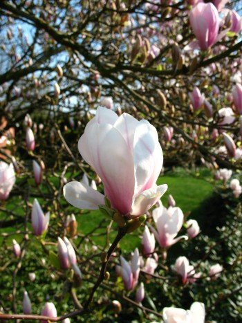 rosa weiß blühende Tulpenmagnolie Magnolia soulangiana 80-100 cm hoch im 5 Liter Pflanzcontainer