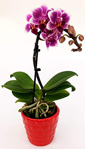 POWERS TO FLOWERS - ORCHIDEA PHALAENOPSIS FUCSIA VASO CUORI, Orchidea Falenopsis, Pianta Vera