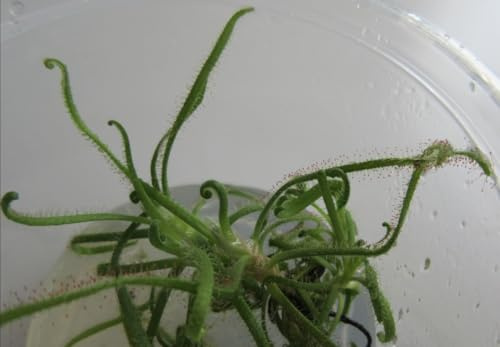 florari In-Vitro Drosera spiralis/Spiralförmiger Sonnentau, Fleischfressende Pflanze