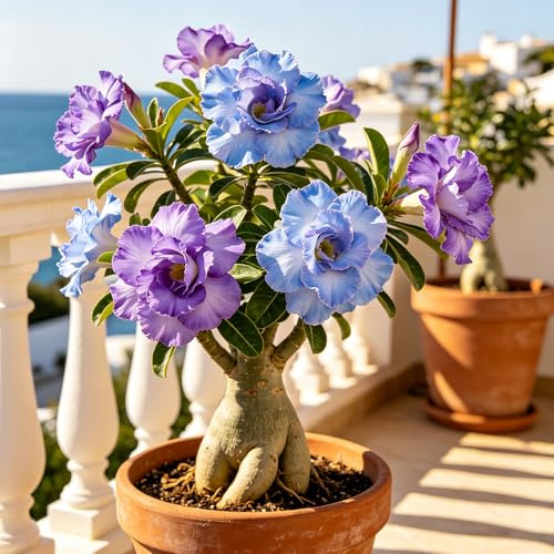 Wüstenrosenzwiebeln - Adenium obesum kübelpflanzen winterhart mehrjährig Schnelles Wachstum - 4zwiebeln