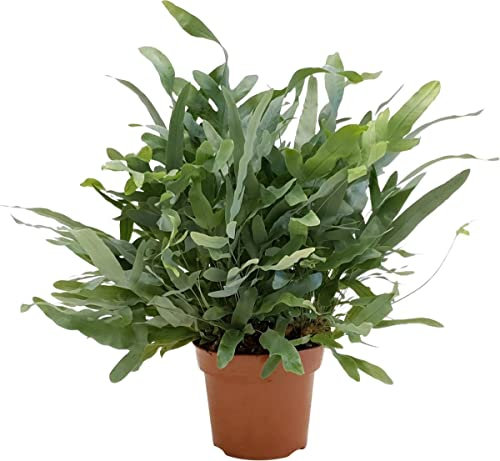 Planta de Interior Natural Helecho Phlebodium Blue Star Planta Hojas Azules