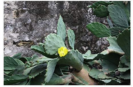 Opuntia matudae Xoconostle di fico d'India 10 Semi Fiori gialli Verdi - rosa frutta resistenti alla siccità Cactus ornamentale succulente