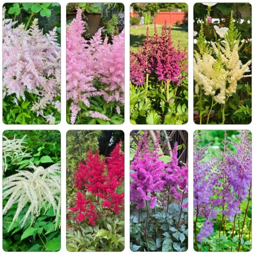 astilbe kräutersamen hochbeet balkon gartenpflanzen frühlingsblumen pflanzensamen exotisch schmetterlingsflieder blumendeko blumengarten gartensamen mehrjährige stauden winterhart 100samen