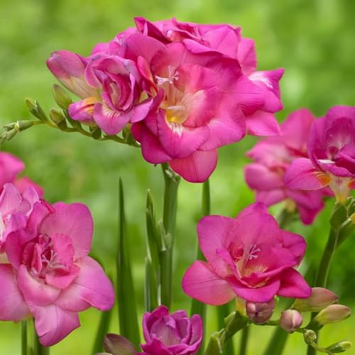Bulbi di FRESIE | Bulbi provenienti dai migliori produttori Olandesi | Esclusiva selezione e controllo qualità | Fioritura garantita. (10 Fresie a fiore doppio ROSA)