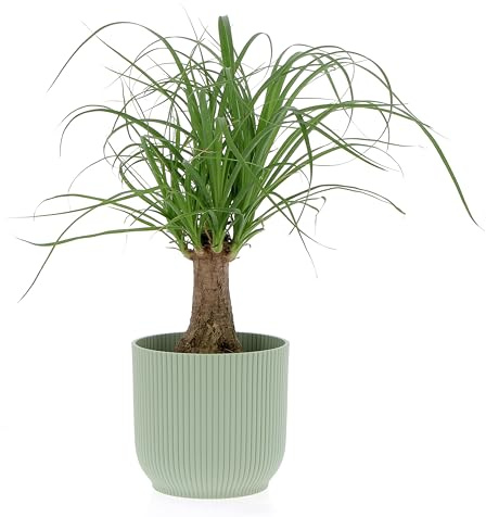 KENTIS - Beaucarnea Nolina Recurvata - Piante da Interni Vere - H 30-40 cm Vaso Ø 14 cm - Mangiafumo