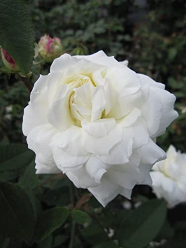 Rosa Susan William Ellis ® syn. Ausquirk ® - Englische Rose - Austin-Rose
