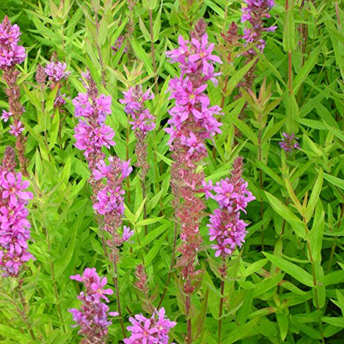 Blumixx Stauden Lythrum salicaria – Blutweiderich, purpurrosa blühende winterharte Blütenstaude, bienenfreundlich & pflegeleicht, ideal für Teichrand, Garten & Naturgarten