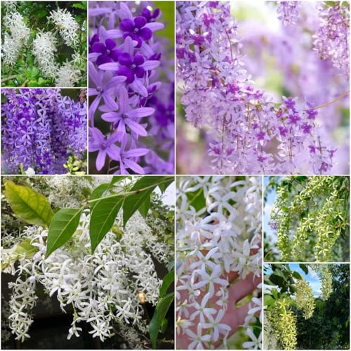 Purpurkranz - balkonblumen dekopflanzen indoor garten kletterpflanzen balkon exotische kübelpflanzen blumenwiese gartenpflanzen 120samen