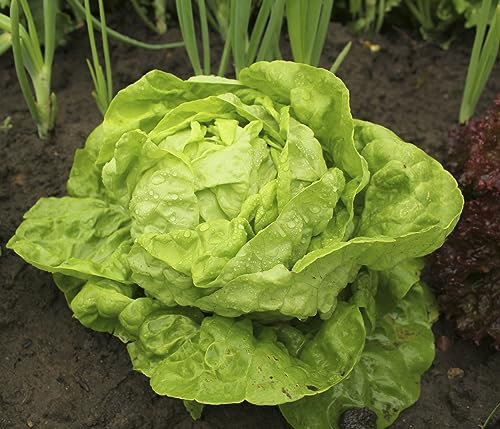 JustSeed - Vegetable - Lettuce - All Year Round - 3000 Seeds