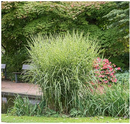 Stauden Gänge 10 x Miscanthus sinensis 'Zebrinus' winterhart | Zebragras / Chinaschilf 'Zebrinus' – hohes, winterhartes Ziergras als Sichtschutz, mehrjährig, 1 L Topf (11x11 cm)