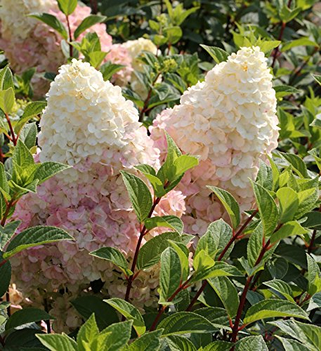 Rispenhortensie Silver Dollar 80-100cm - Hydrangea paniculata - lebende Gartenpflanze aus den Baumschulen