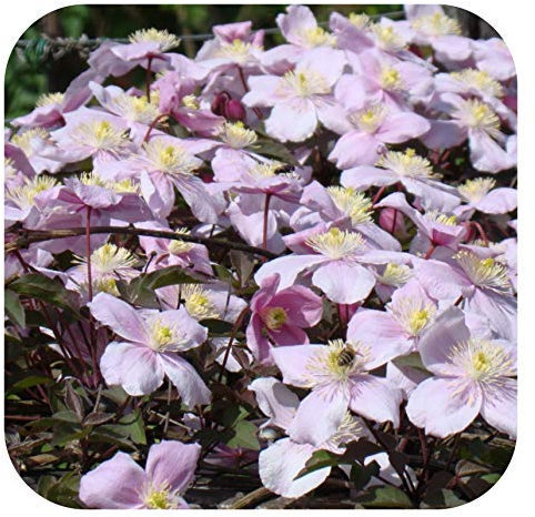 Clematis Montana Pink 'Mayleen' X 3 Large Plug Plants for Potting on by Growtanical