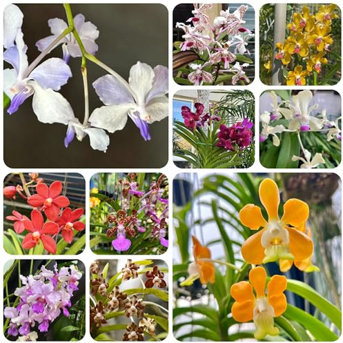 semi di orchidea vanda, giardino liane decorazione giungla orchidee rare, aiuole rialzate resistenti per il giardino d'appartamento 600pcs