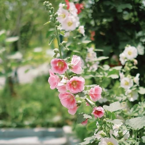 malvarrosas - Alcea rosea - Semillas de perennes, de balcón resistentes. malva loca Semillas balcón pradera exóticas perenne jardín pradera, 75semillas