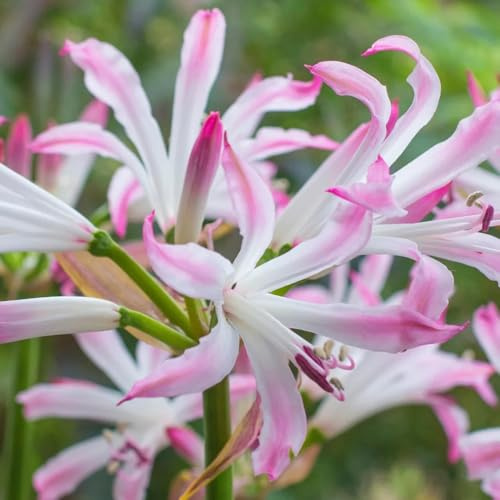 bulbi di giglio ragno - lycoris radiata - resistenti, rossa rare, balcone trice, primaverili 4pcs