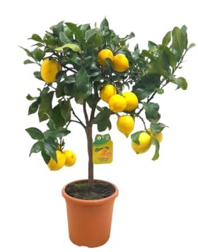 Garden Center shop by VM | Limonero 4 Estaciones M21 de 90 cm | Árbol Frutal Cítrico Natural | Produce Limones 2 Veces al Año | Exterior Soleado | Maceta de 7 L | Cultivo Fácil y Decorativo